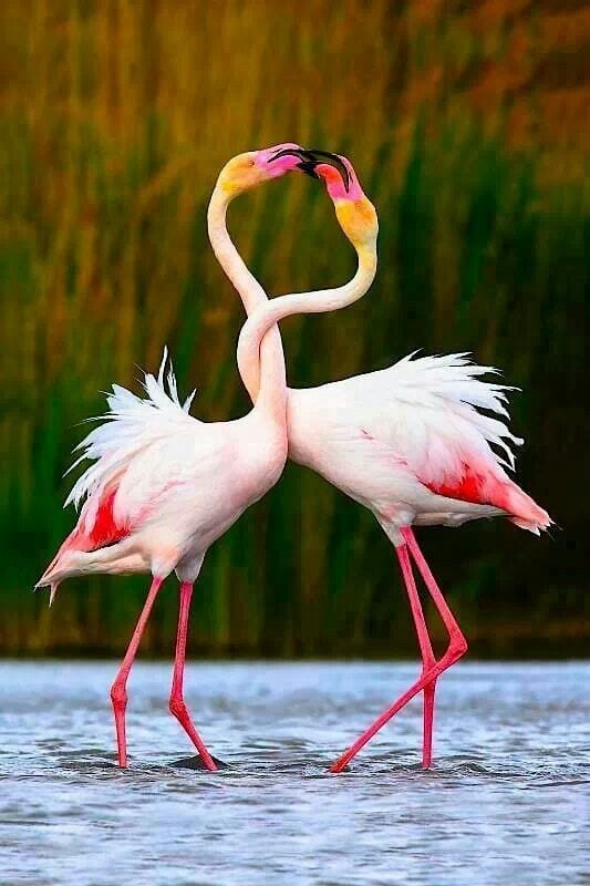 flamingo dance earth