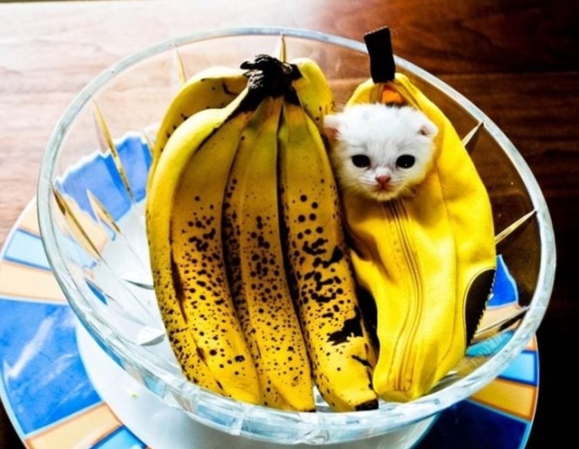 cat banana plush