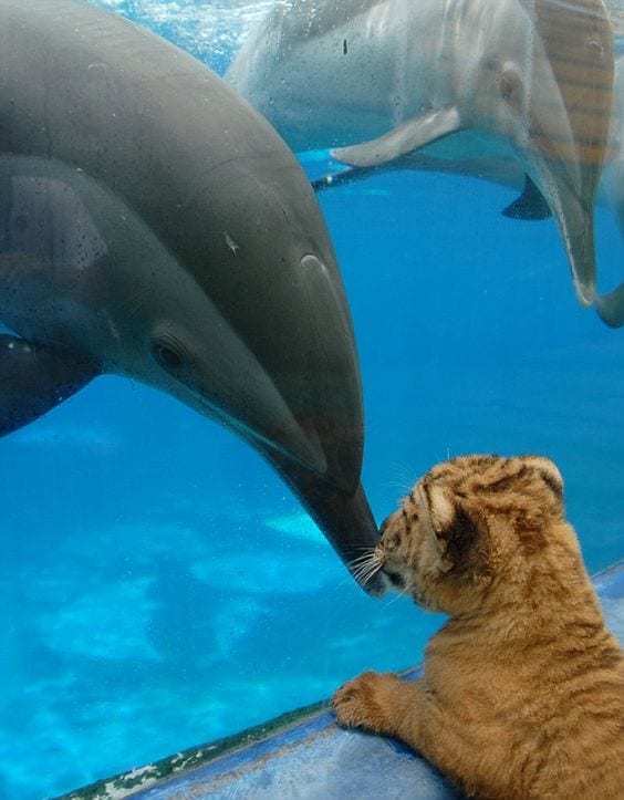 Dolphin and Tiger | Too Cute To Bear