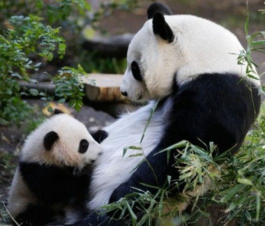 Panda baby and mommy | Too Cute To Bear