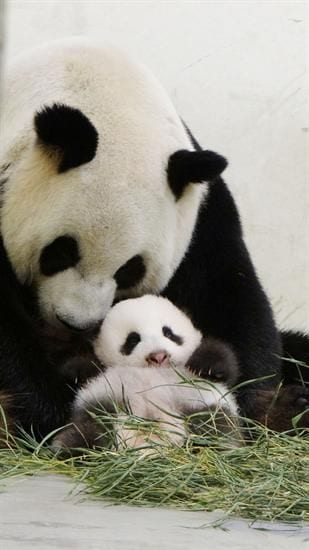 Panda and Her Tiny Baby | Too Cute To Bear
