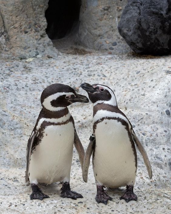 Two Cute Penguins | Too Cute To Bear