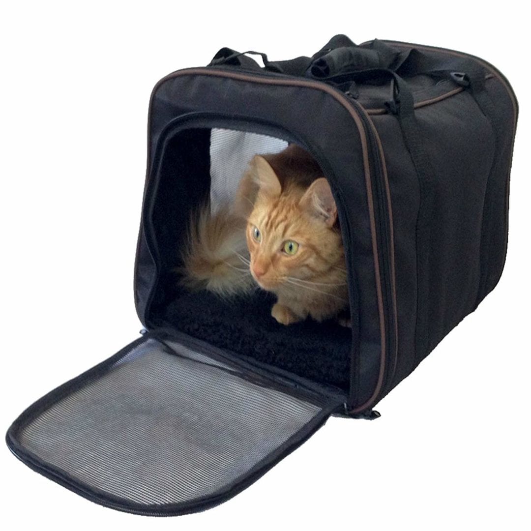 cat carrier black tabby