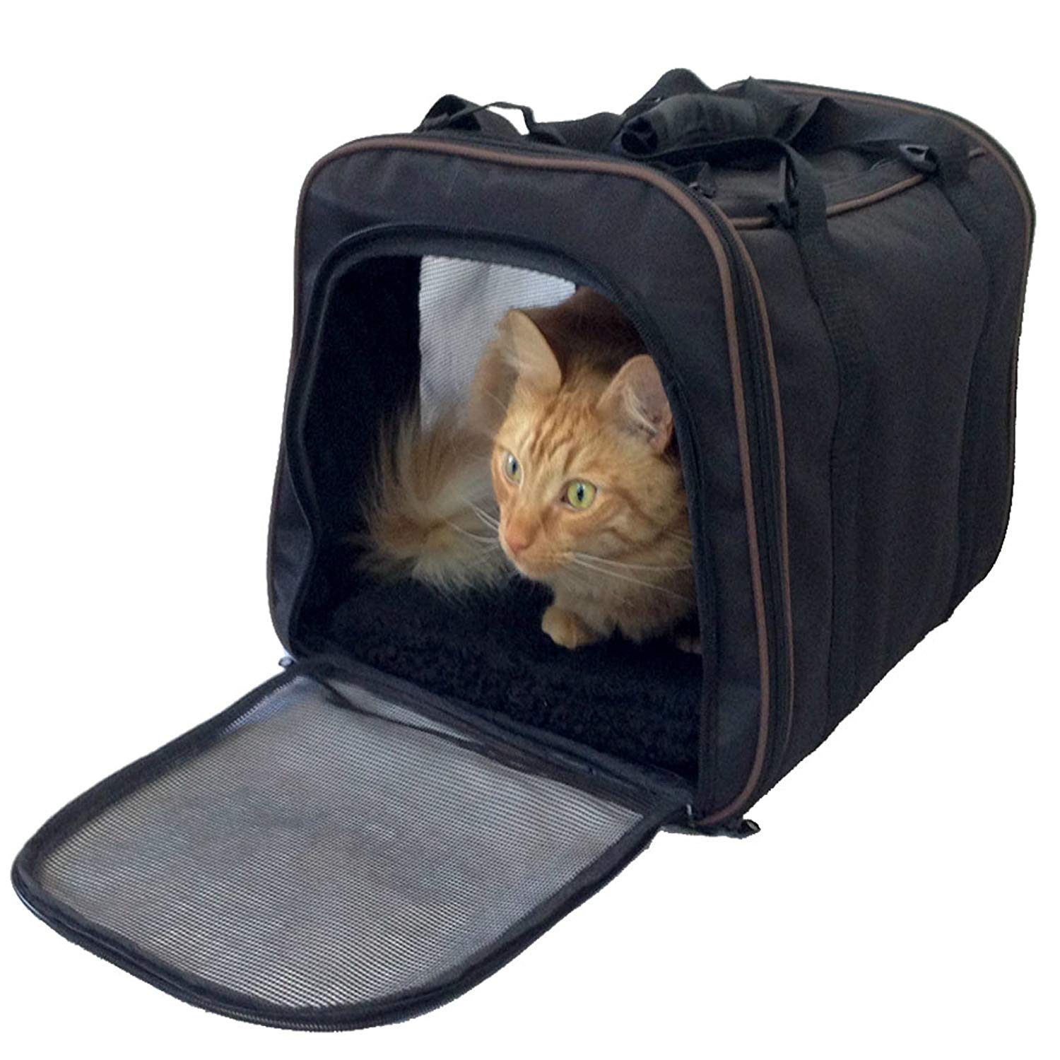 cat travel airline carrier