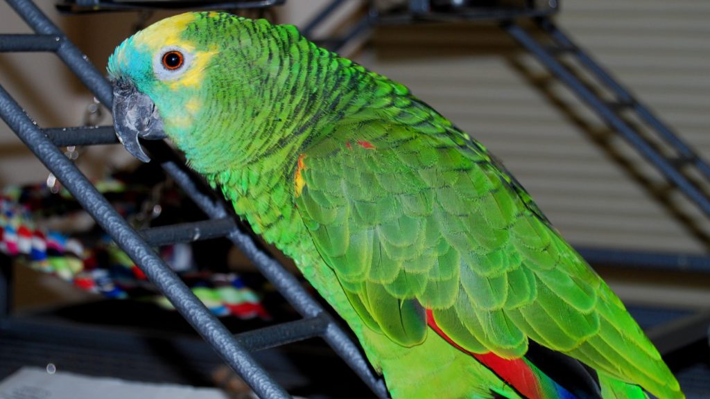 10 Smartest Talking Birds In The World | Too Cute To Bear