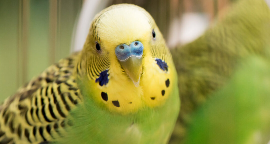 Types Of Quiet Birds